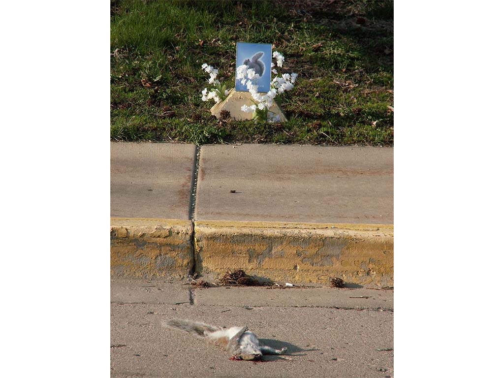 roadkill shrine